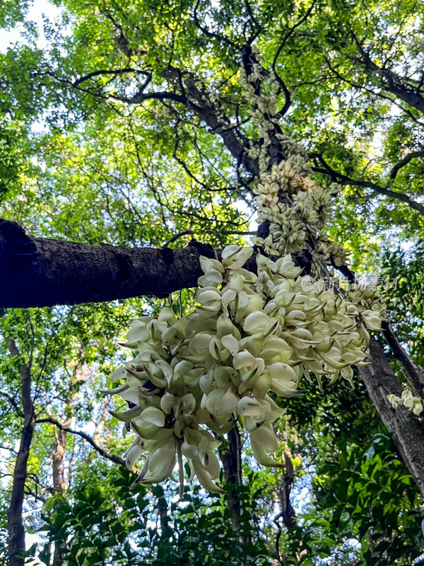 广州天鹿湖公园禾雀花