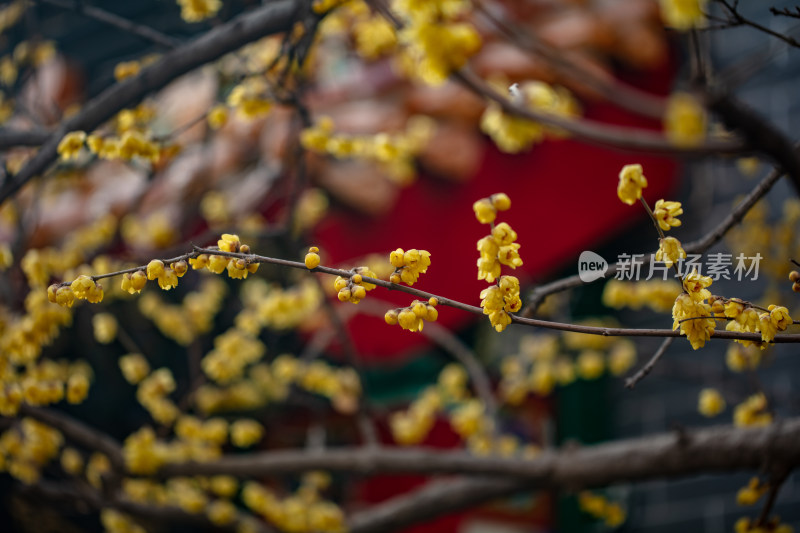 腊梅  腊梅花开