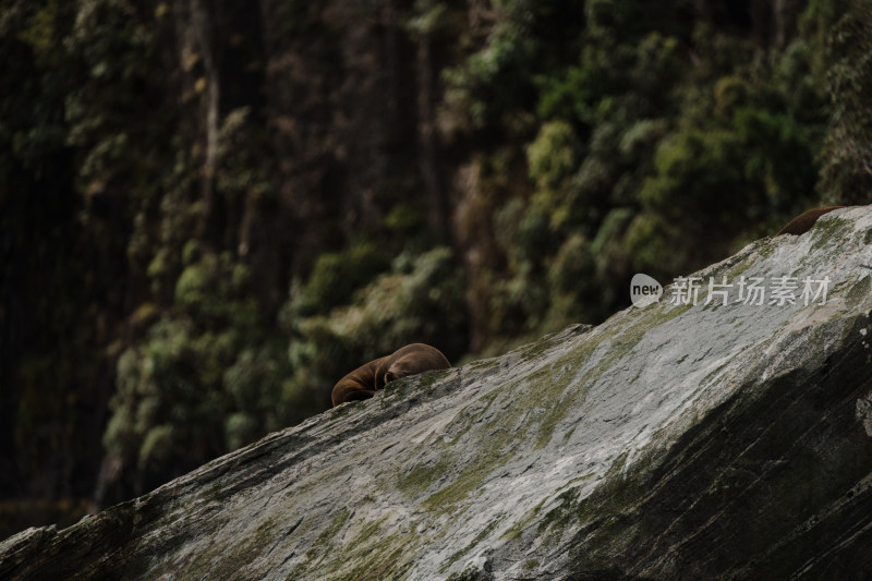 新西兰米佛峡湾Milford Sound