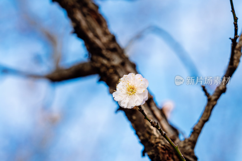 西溪湿地盛开的梅花