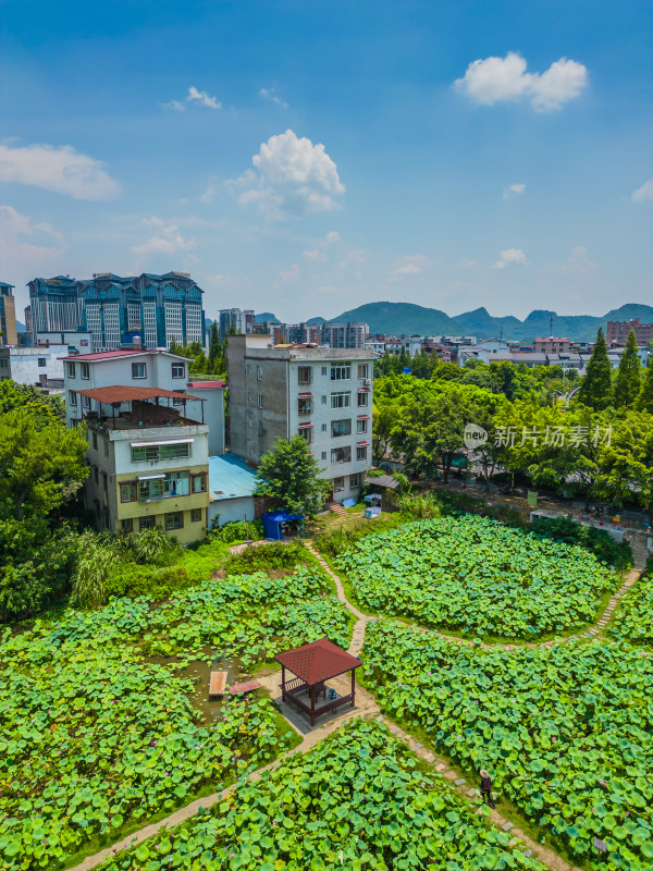 桂林的夏季荷塘风光