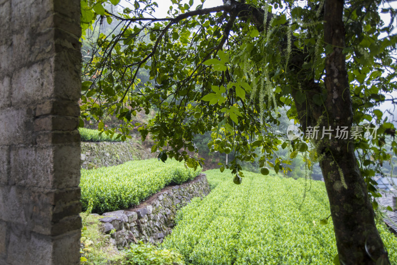 浙江松阳古村风景