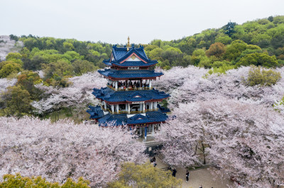 盛开的樱花林