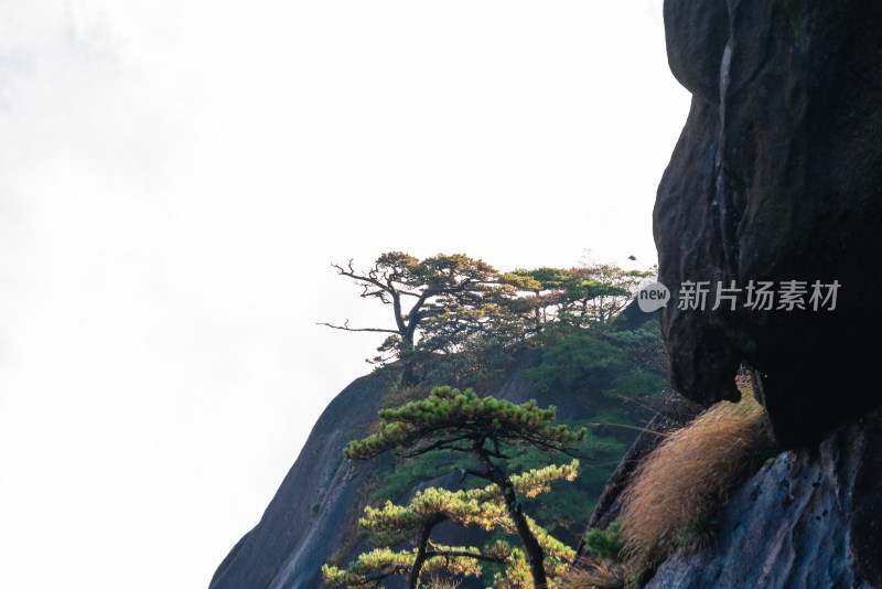 云雾下，安徽黄山的松树风景