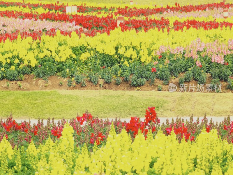 佛山市千灯湖公园金鱼草花海