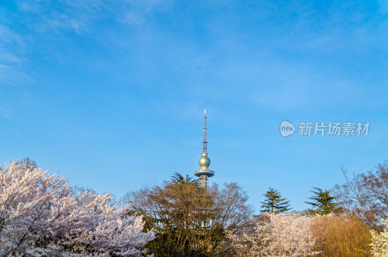 青岛中山公园的樱花盛开