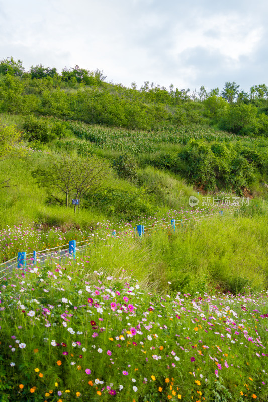 湖边开满鲜花的蜿蜒道路风景