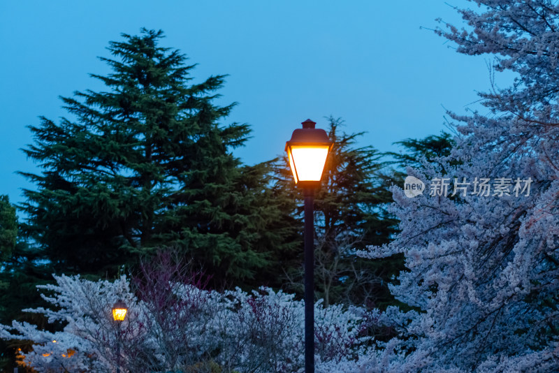 青岛中山公园，夜色中的樱花盛开