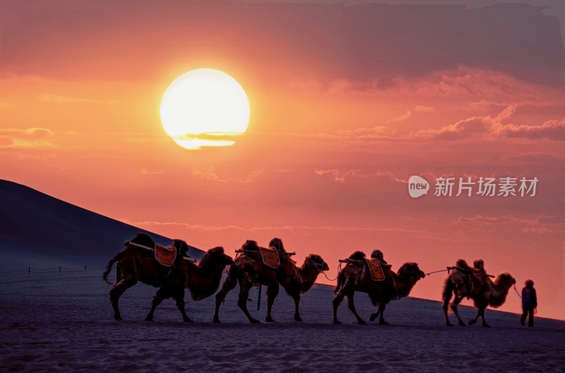 黄昏夕阳晚霞沙漠骆驼敦煌鸣沙山