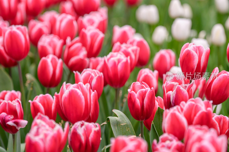 郁金香花海