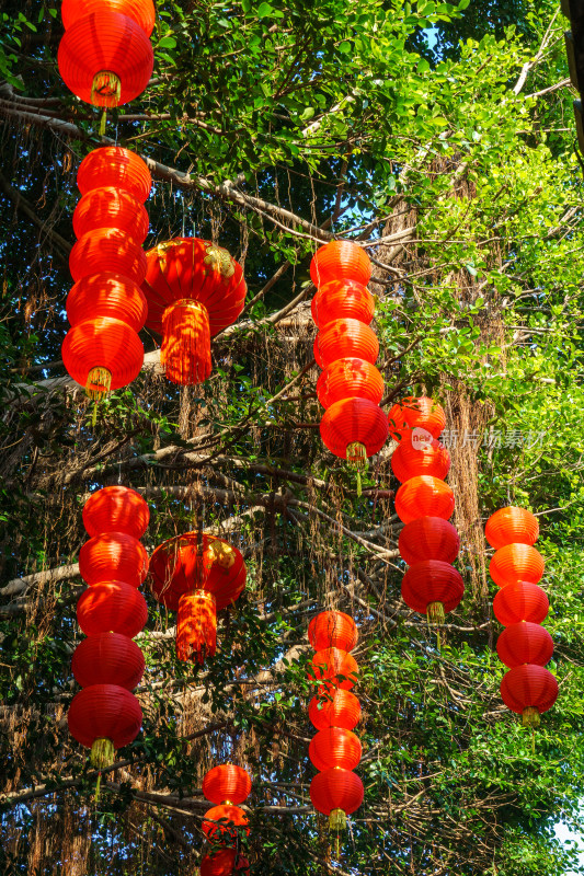 树上悬挂着的红灯笼