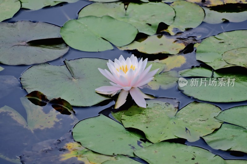 南京燕雀湖 睡莲 野鸭 天鹅