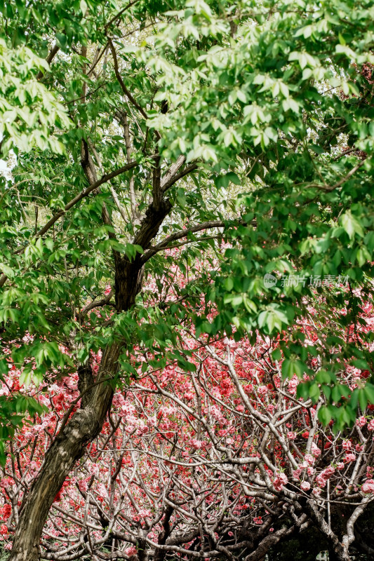 北京莲花池公园桃花