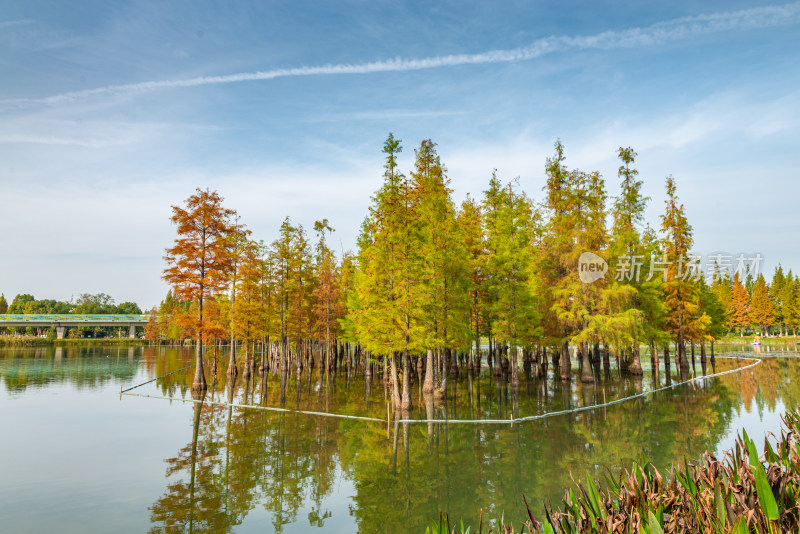 秋天湖边的树