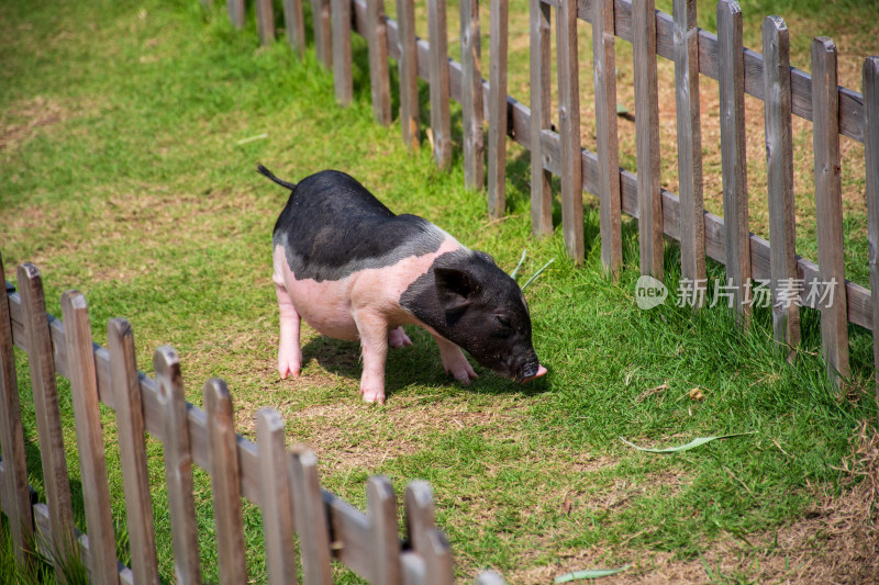 草地上的小猪