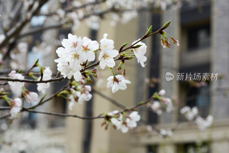 春景樱花盛开盛开