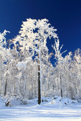大兴安岭冬季林海雪原冰雪风光