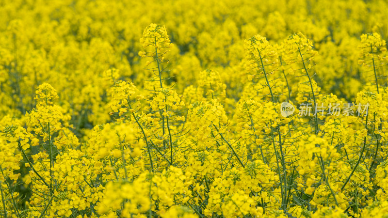 湖北武汉蔡甸区消泗油菜花特写