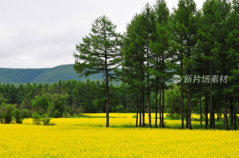 呼伦贝尔草原的春天  油菜花田