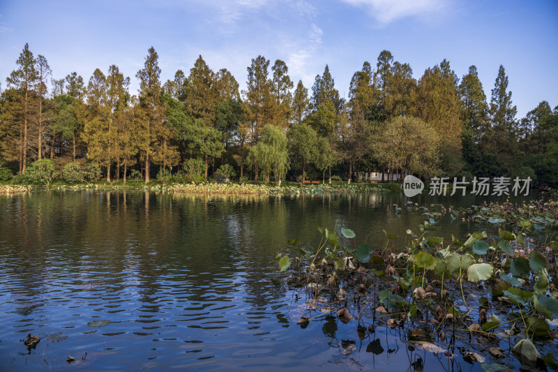 杭州西湖风景区曲院风荷风景