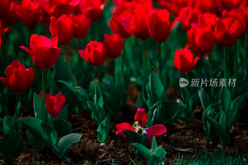 春天的花朵