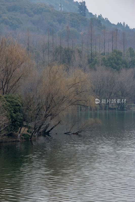 杭州湘湖边枯树残枝自然风光景象