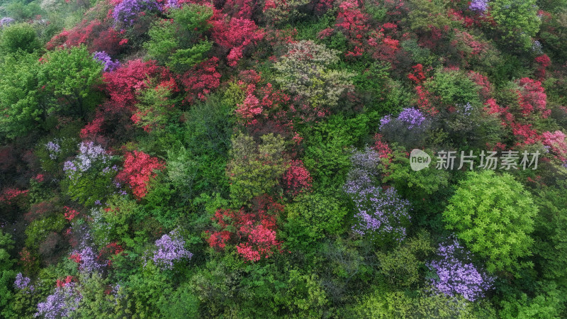 杭州余杭鸬鸟山顶杜鹃花春天映山红航拍