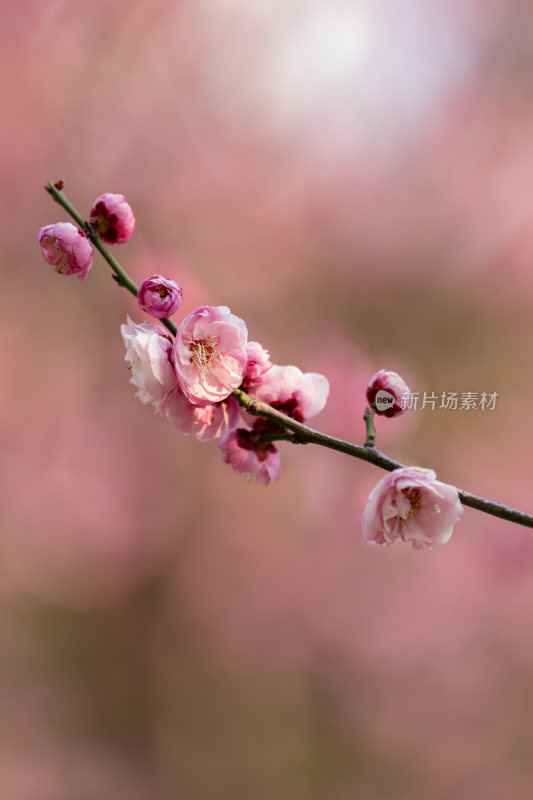 粉色梅花特写