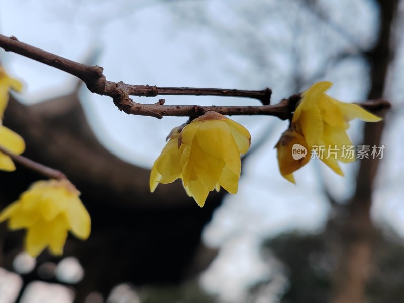 疏影悠然生玉露，风中独留清香。