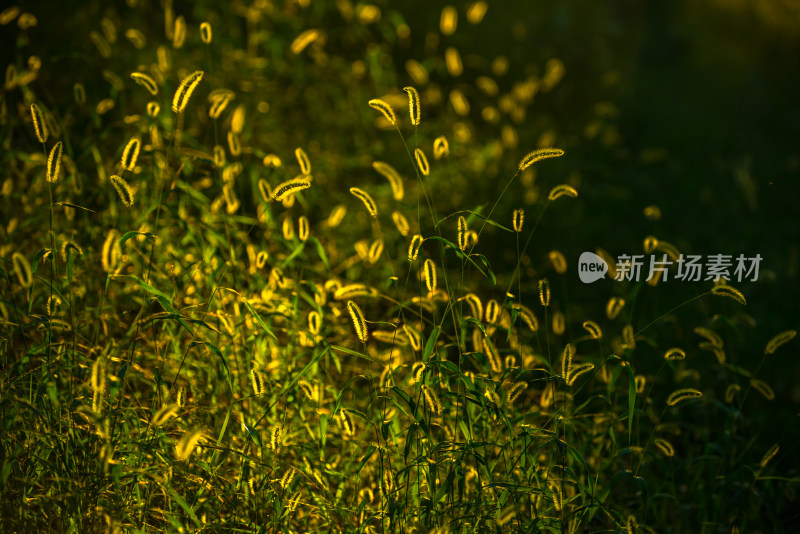 阳光下的狗尾巴草特写