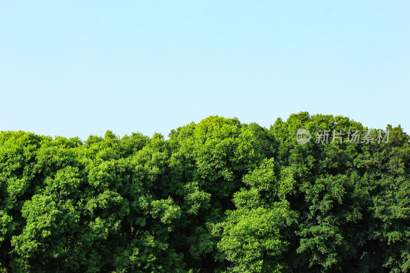 绿色植物屏障背景