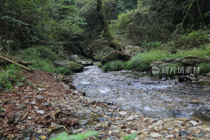 溪流 山间 森林