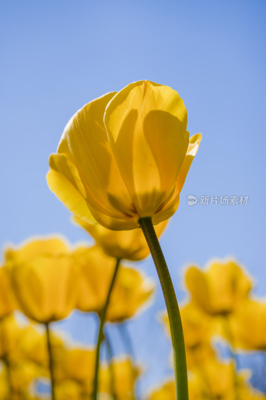 春天公园里盛开的郁金香花海自然风景