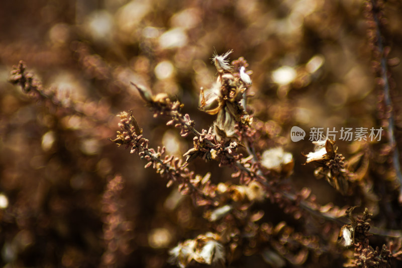 枯萎的植物特写