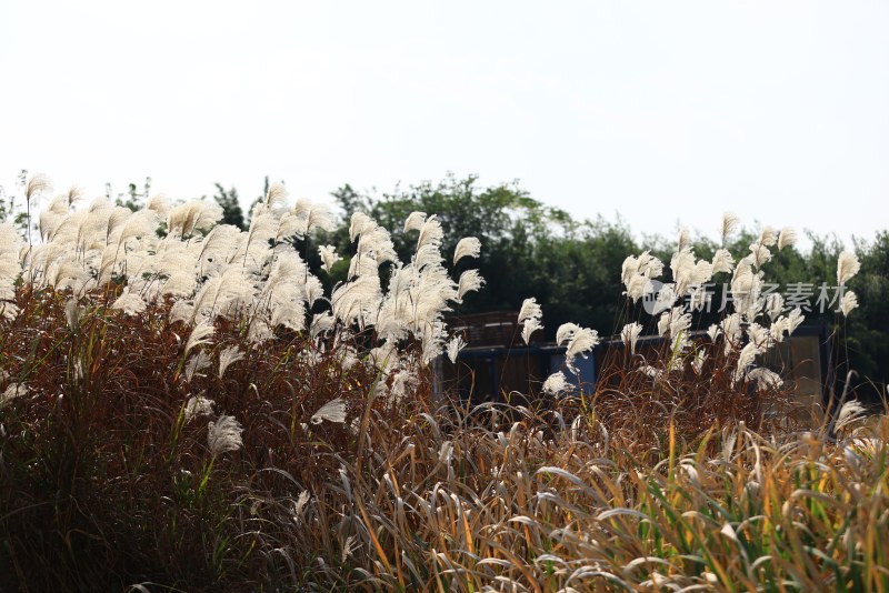 良渚古城遗址公园池中寺粮仓的芦苇荡