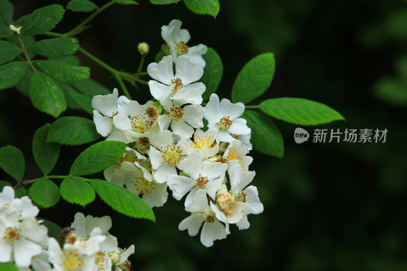 绿化植物蔷薇花