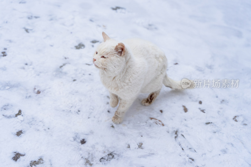 雪地中的白猫