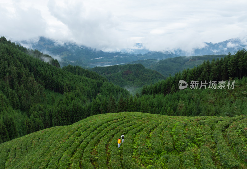 山林间茶园中漫步的人