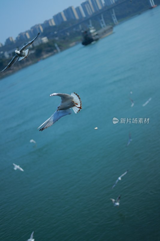 飞翔的海鸥场景