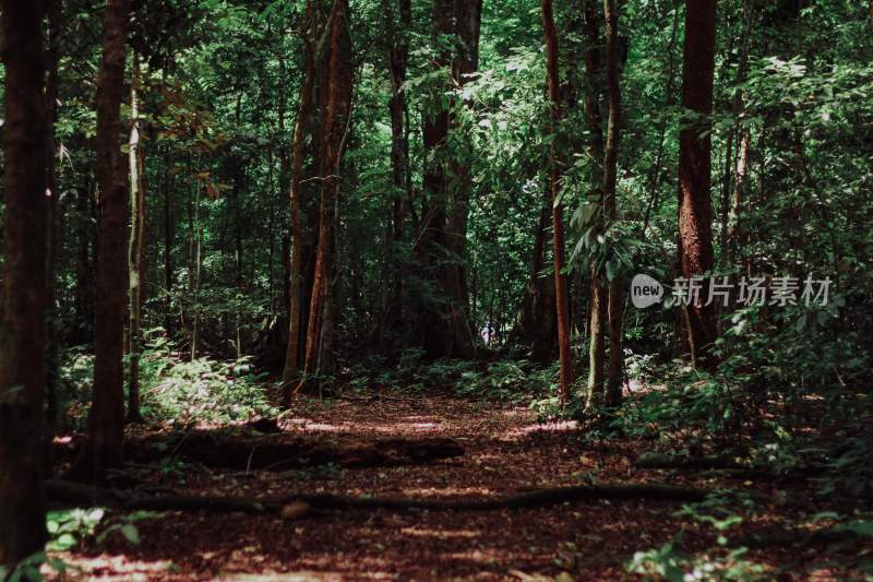 大自然森林树木旅行徒步野营