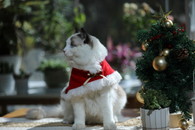 宠物摄影圣诞节的猫侧脸