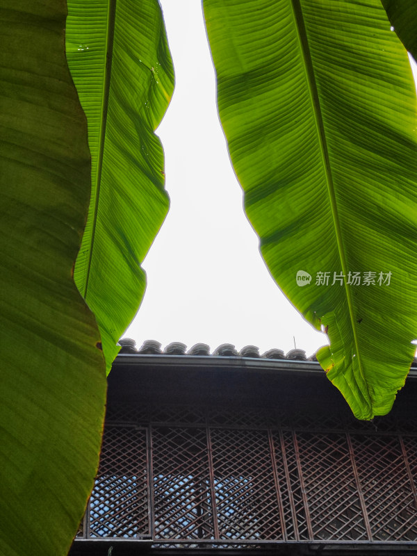 庭院中芭蕉树与竹编建筑