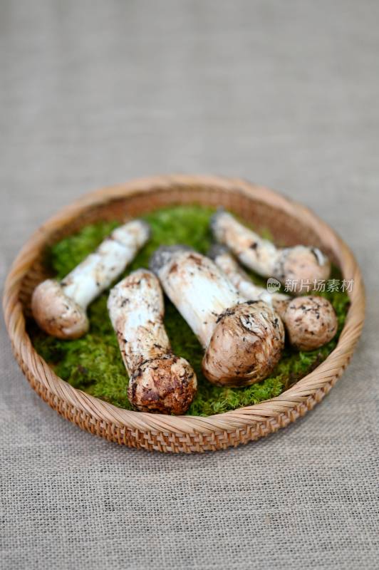 甘孜州野生松茸