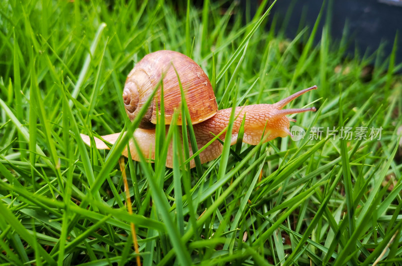 草坪里的蜗牛