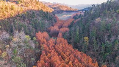 重庆酉阳：天山堡水杉红似火