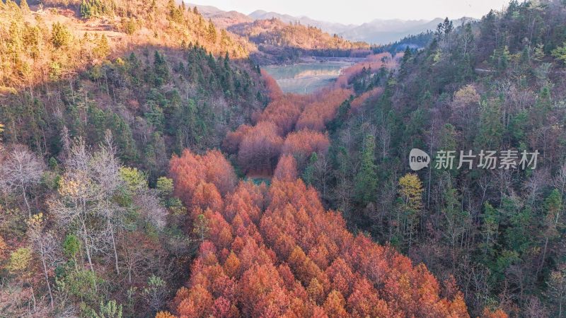 重庆酉阳：天山堡水杉红似火