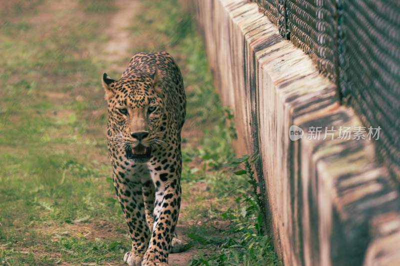 野生动物豹子猎豹猎食动物