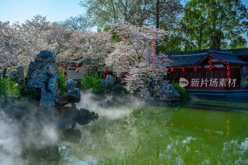 湖北武汉春季东湖樱花园园林风光