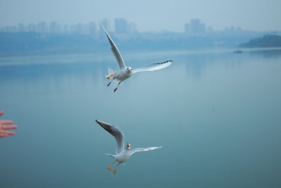 飞翔的海鸥场景