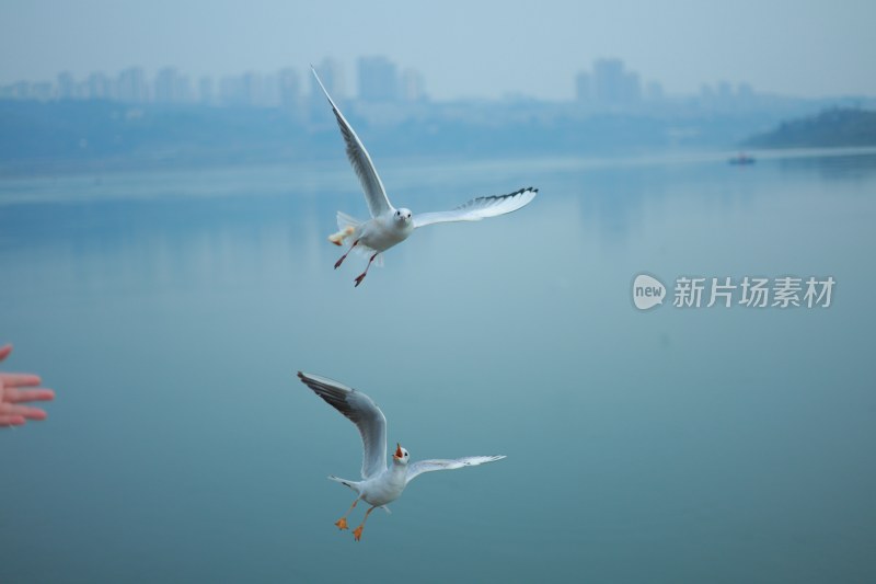 飞翔的海鸥场景